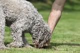 LAGOTTO CAVAGE 070